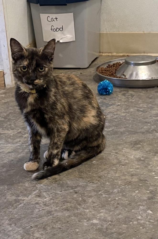 Sage, Adopted, Kitten Female Domestic Short Hair.