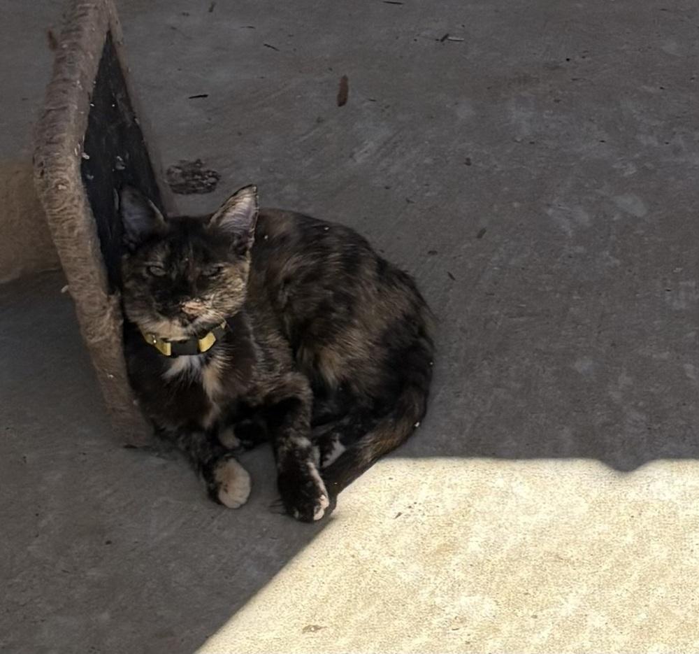 Enlarge Sage, a Adopted Domestic Short Hair in Crystal Springs, MS image 3/3