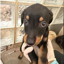 Enlarge Mahalo, a Adoptable mixed breed in Albuquerque, NM image 2/4