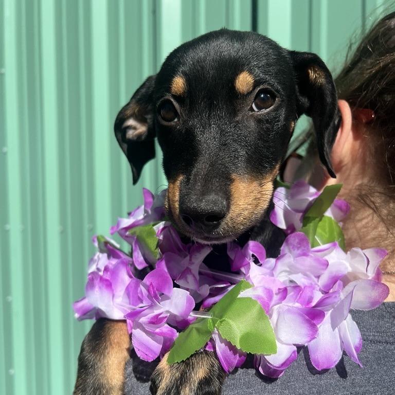 Enlarge Mahalo, a Adoptable mixed breed in Albuquerque, NM image 3/4