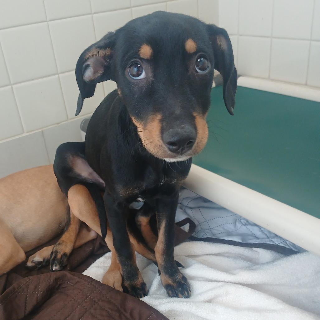 Enlarge Mahalo, a Adoptable mixed breed in Albuquerque, NM image 4/4