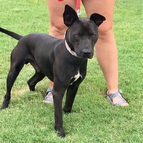 Enlarge Dino, a Adoptable Mixed Breed in Southaven , MS image 3/4