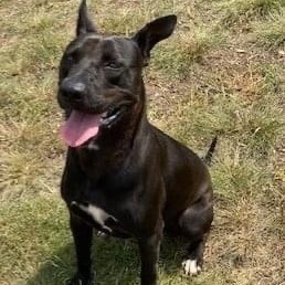 Enlarge Dino, a Adoptable Mixed Breed in Southaven , MS image 4/4