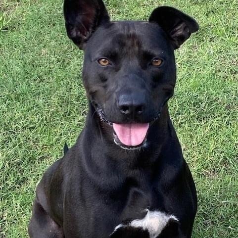 Enlarge Dino, a Adoptable Mixed Breed in Southaven , MS image 1/4