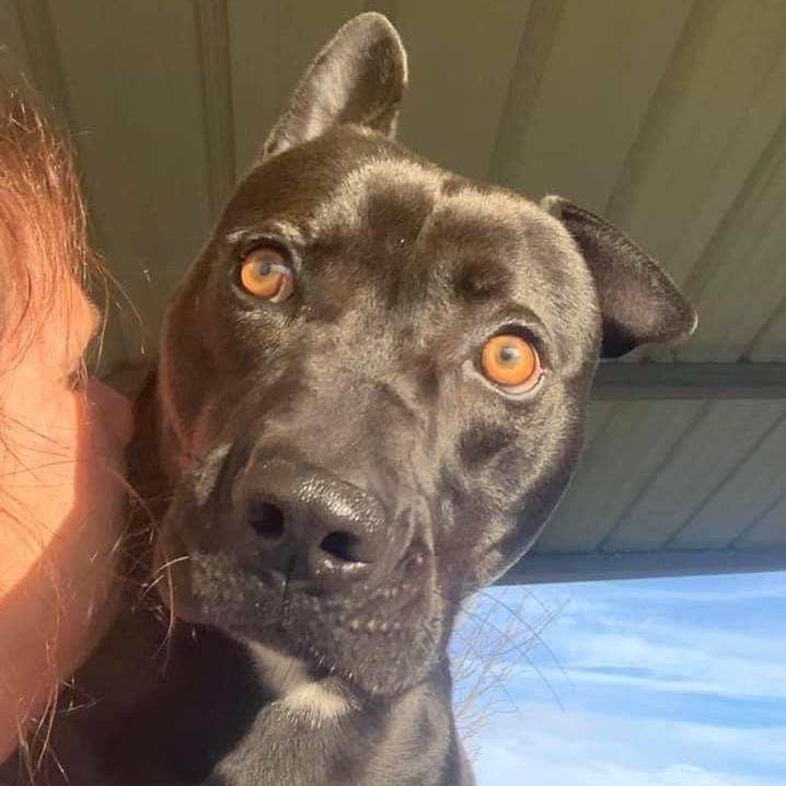Enlarge Dino, a Adoptable Mixed Breed in Southaven , MS image 2/4