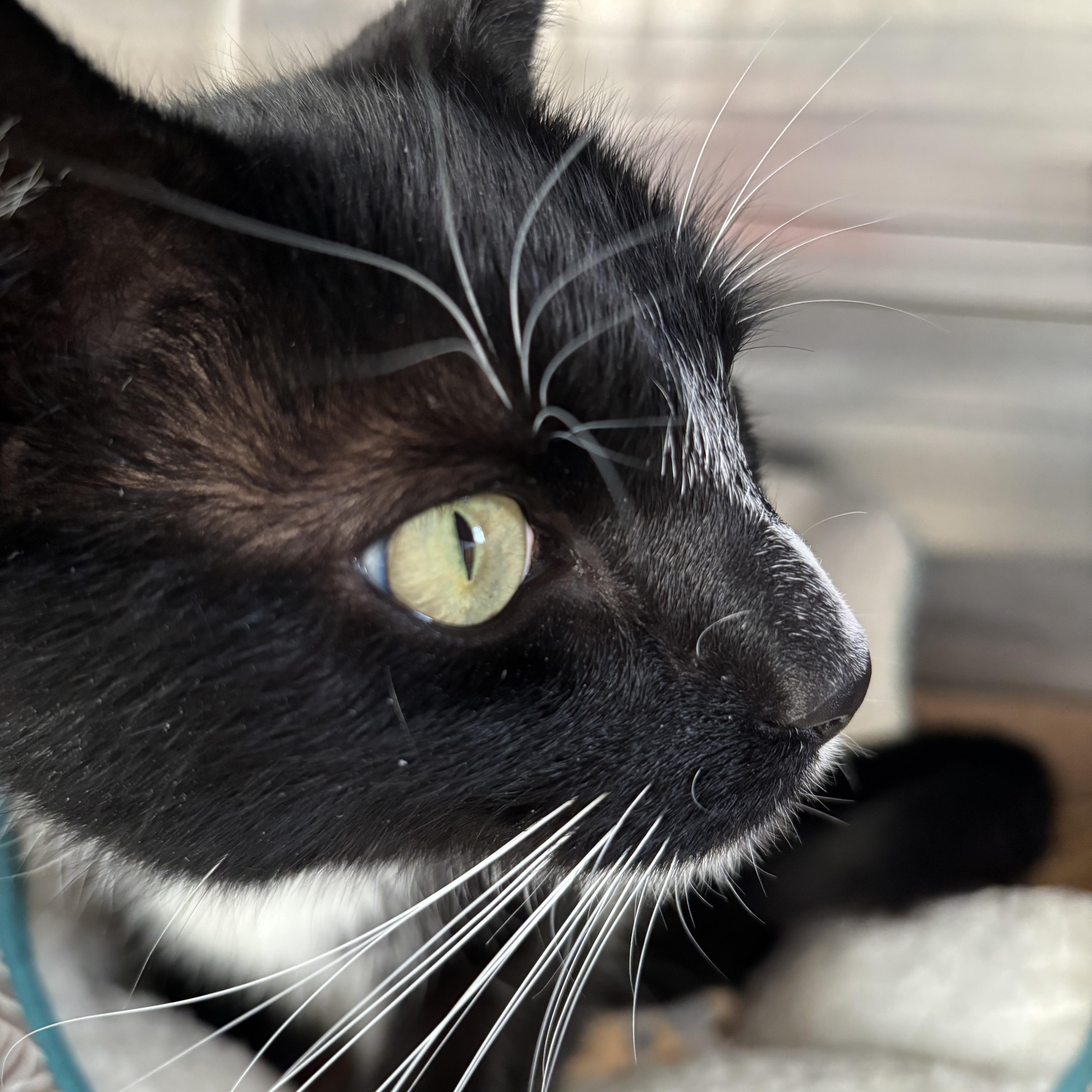Enlarge Cabbage Patch Kid, an adopted Domestic Short Hair in Manchester, NH image 4/5