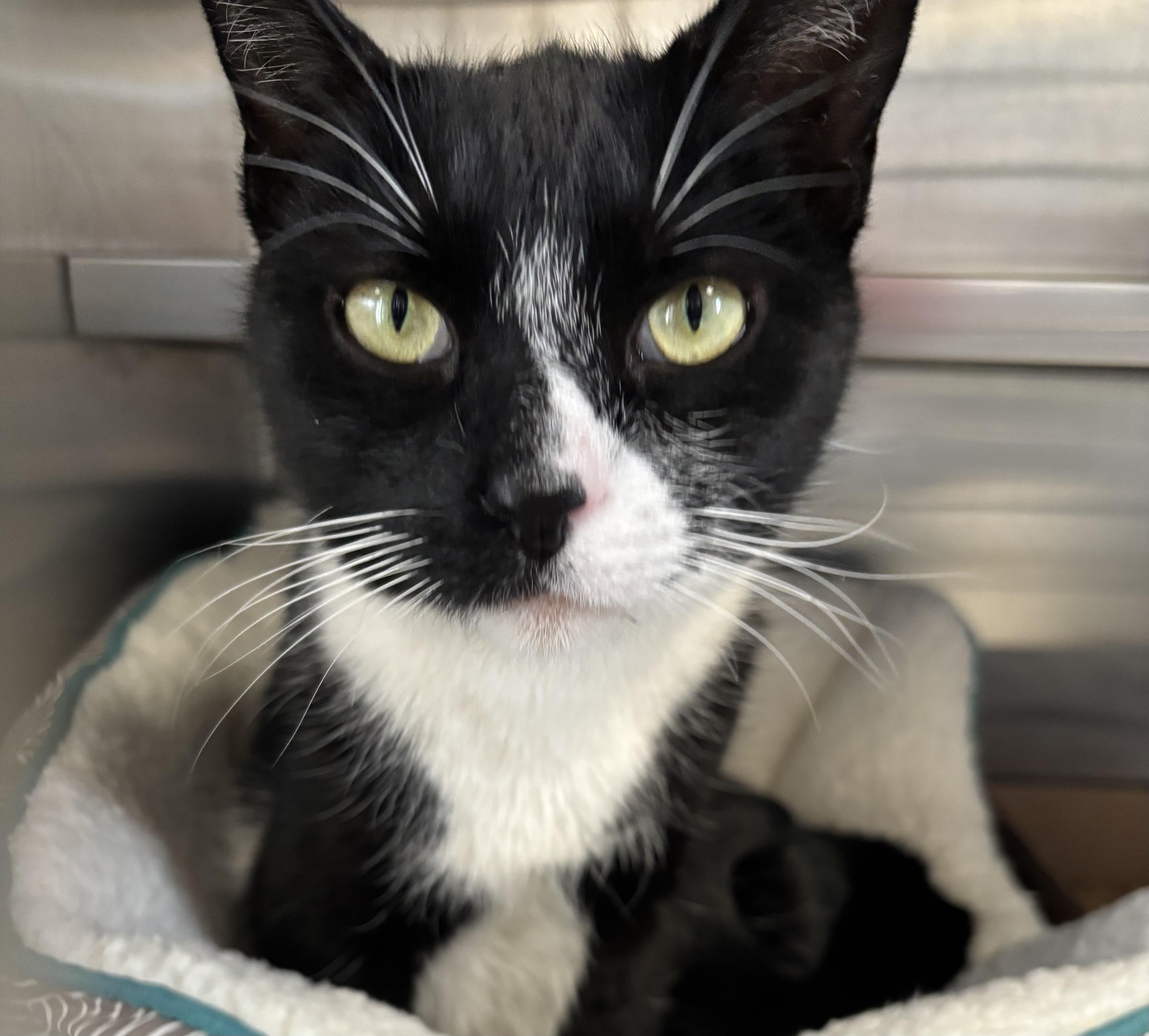 Enlarge Cabbage Patch Kid, an adopted Domestic Short Hair in Manchester, NH image 2/5