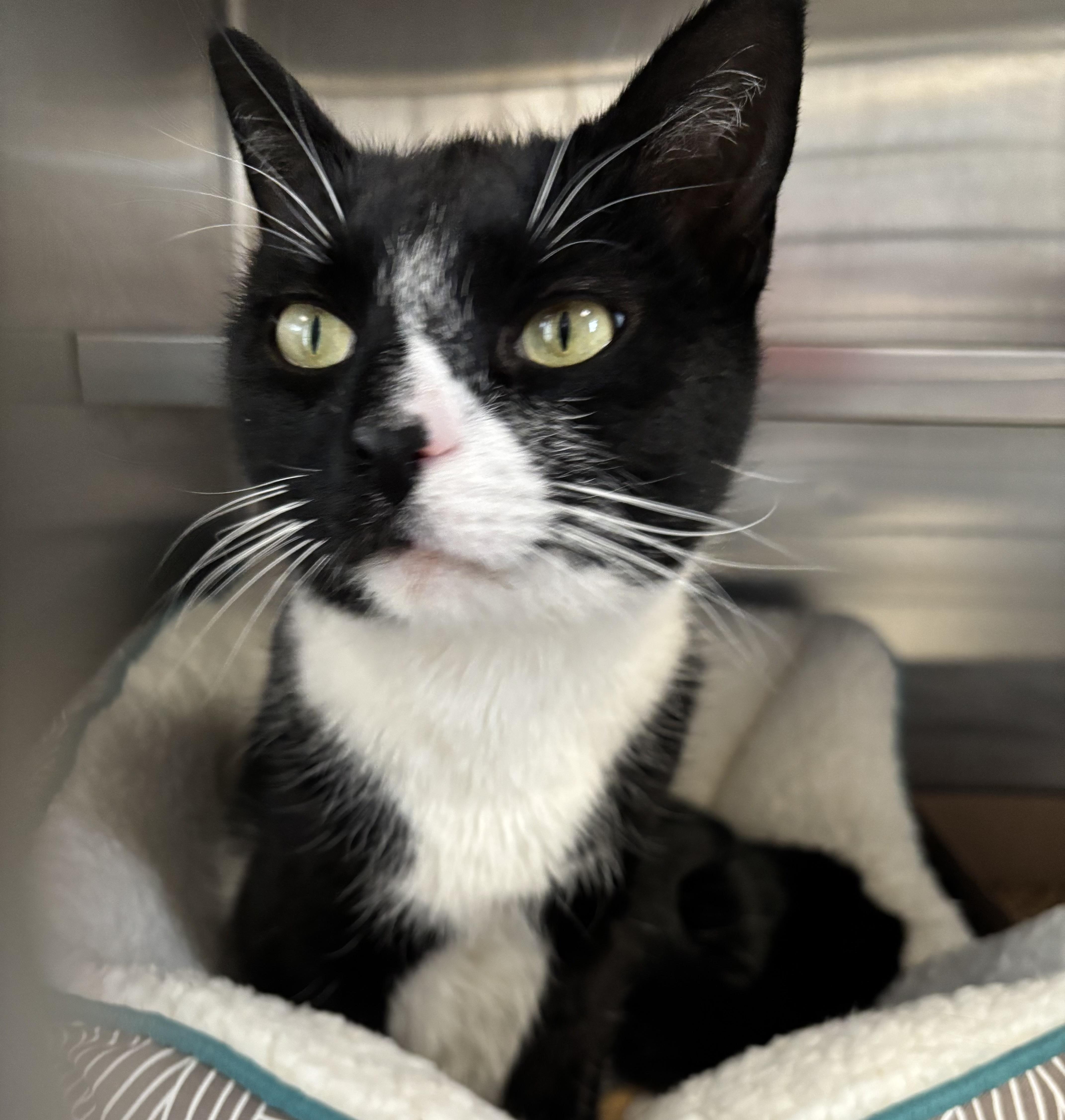 Enlarge Cabbage Patch Kid, an adopted Domestic Short Hair in Manchester, NH image 3/5