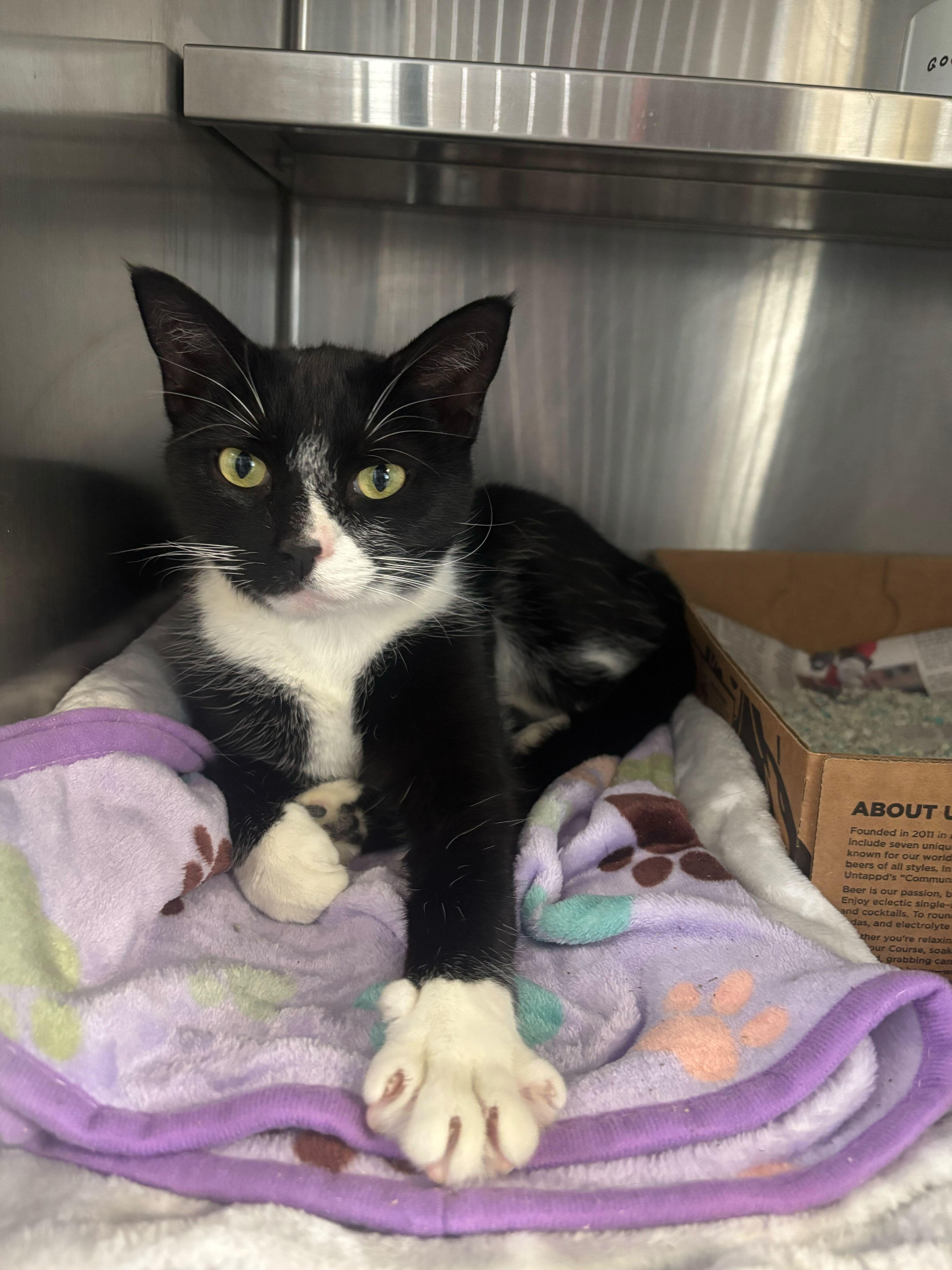 Enlarge Cabbage Patch Kid, an adopted Domestic Short Hair in Manchester, NH image 1/5