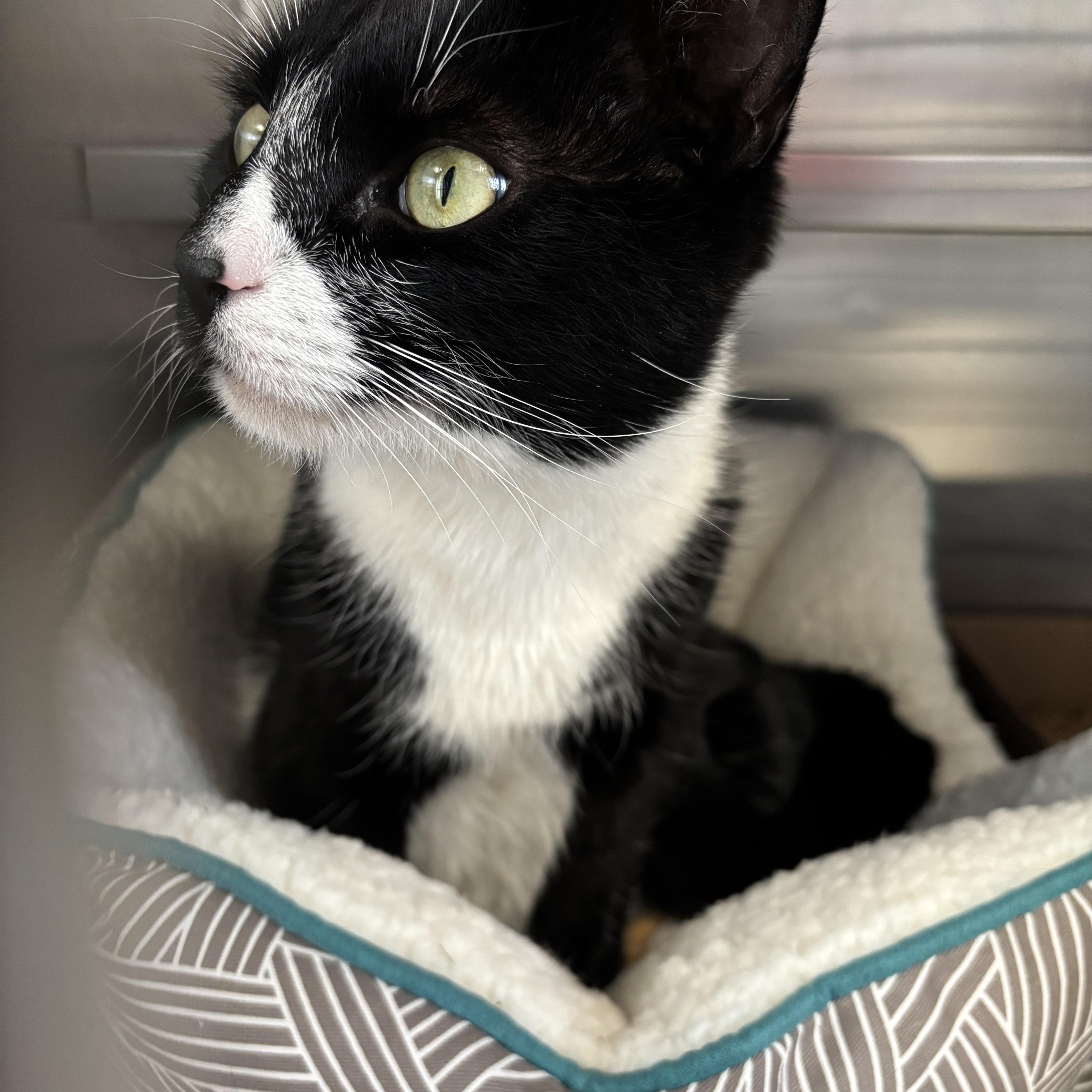 Enlarge Cabbage Patch Kid, an adopted Domestic Short Hair in Manchester, NH image 5/5