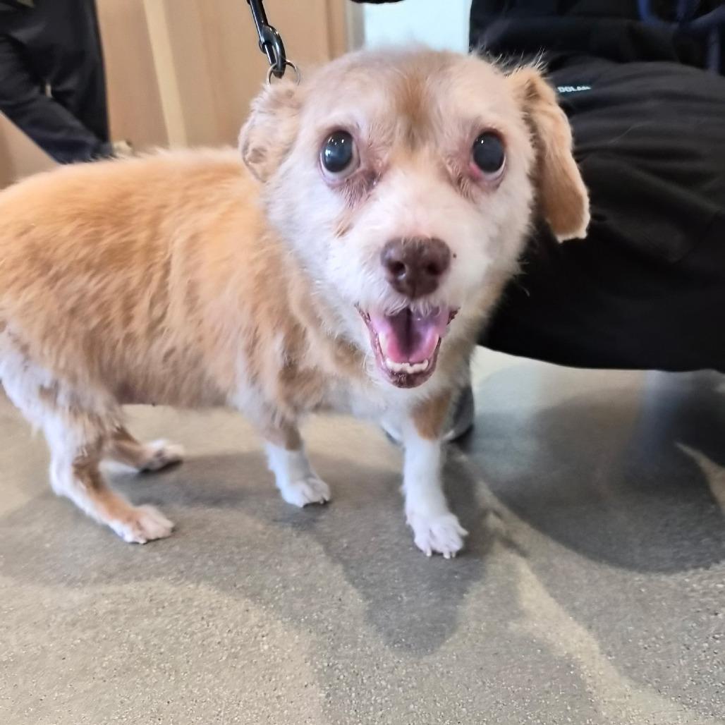 Enlarge Izzy, a Adoptable Rat Terrier in Ramona, CA image 1/6