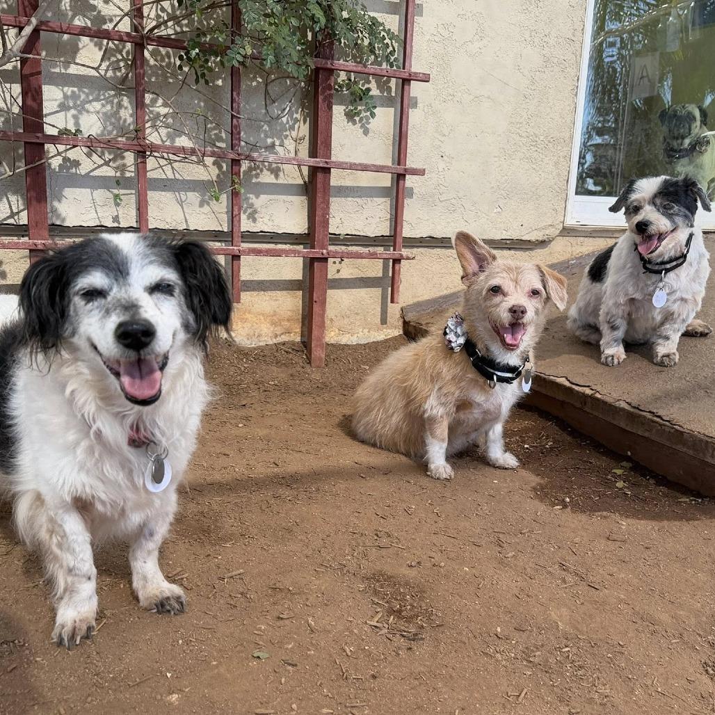 Enlarge Izzy, a Adoptable Rat Terrier in Ramona, CA image 3/6