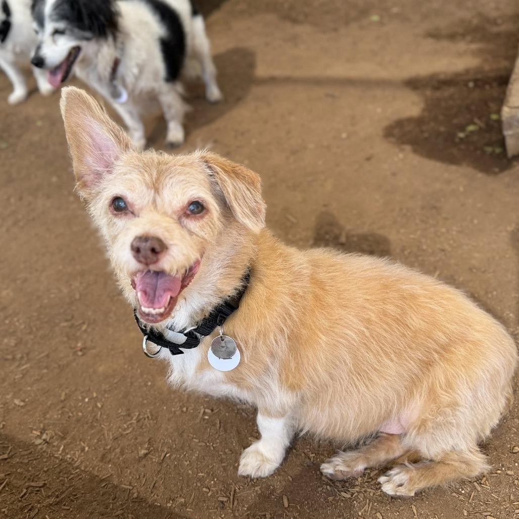 Enlarge Izzy, a Adoptable Rat Terrier in Ramona, CA image 4/6