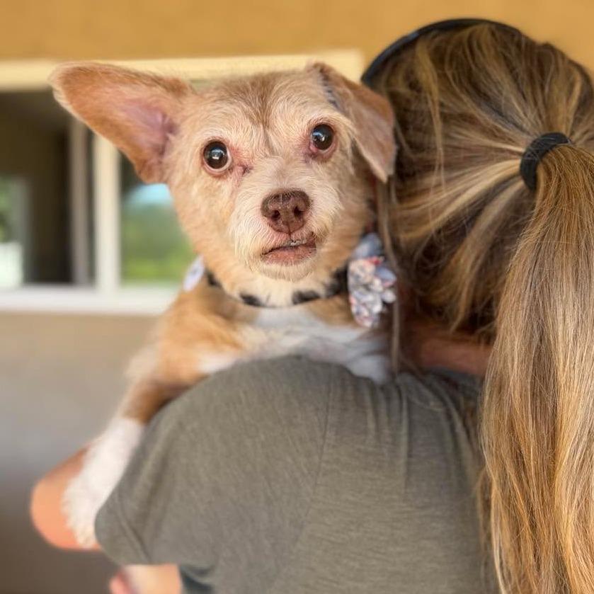 Enlarge Izzy, a Adoptable Rat Terrier in Ramona, CA image 6/6