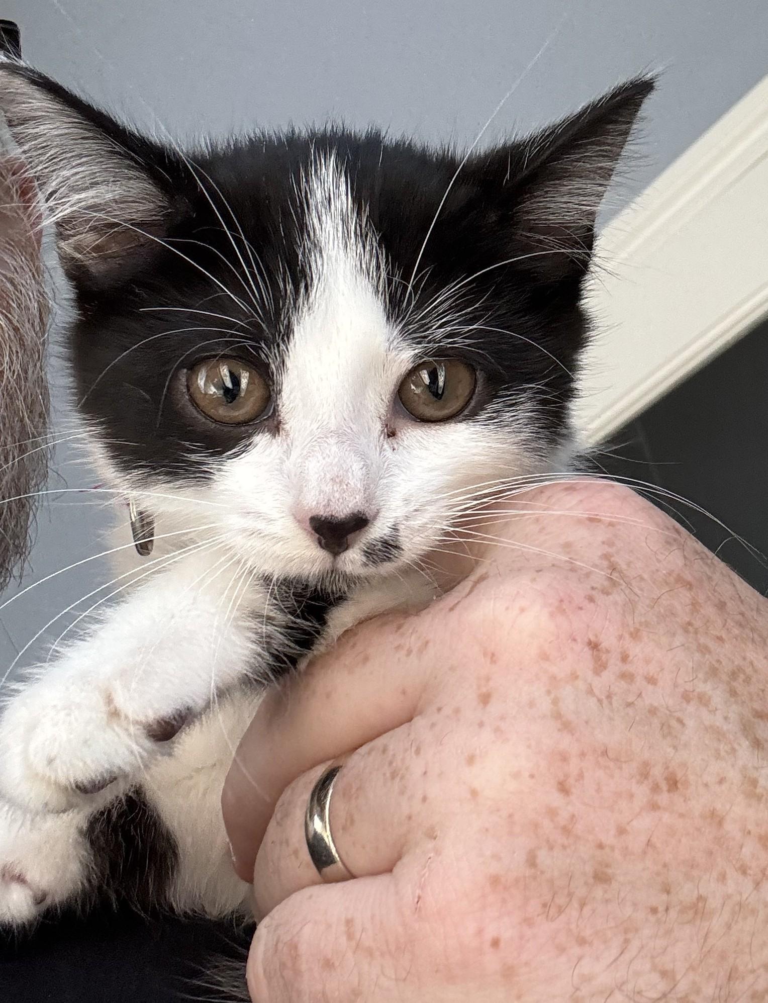 Cindy Crawford, Adoptable, Kitten Female Domestic Short Hair.