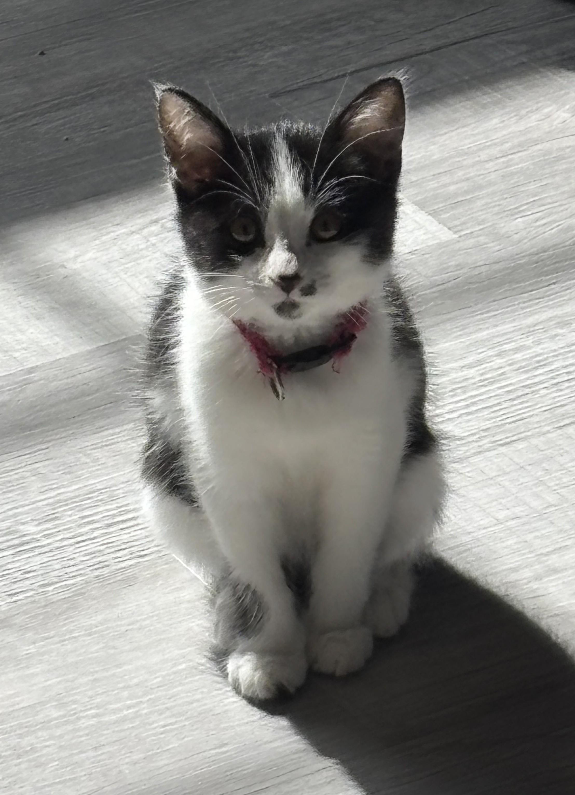 Enlarge Cindy Crawford, a Adoptable Domestic Short Hair in Macomb, MI image 2/2