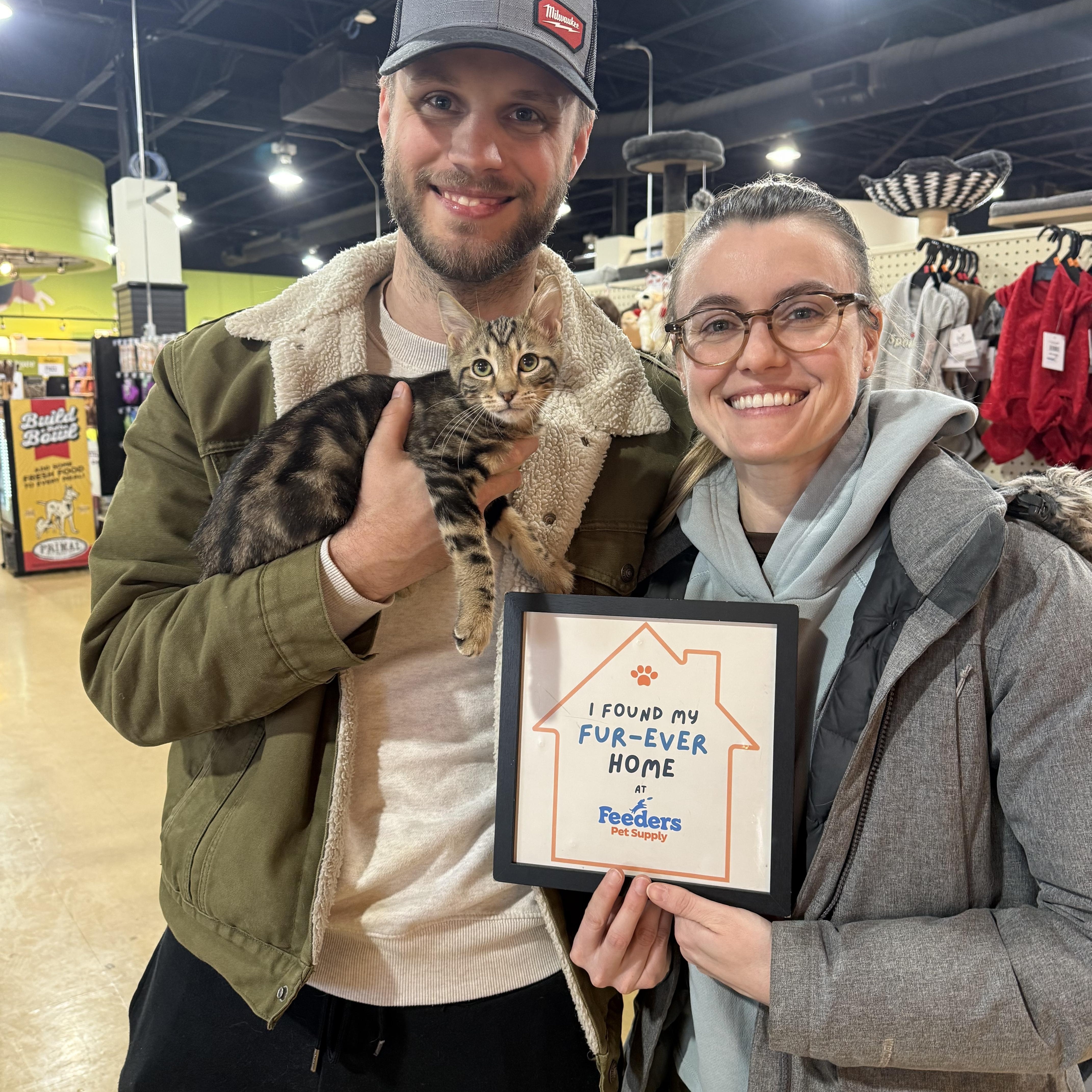 Enlarge Zippy, an adopted Domestic Short Hair in Louisville, KY image 2/2