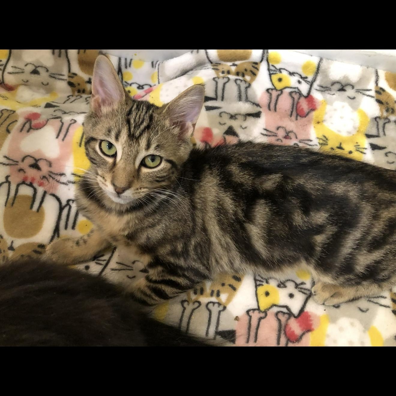 Enlarge Zippy, an adopted Domestic Short Hair in Louisville, KY image 1/2