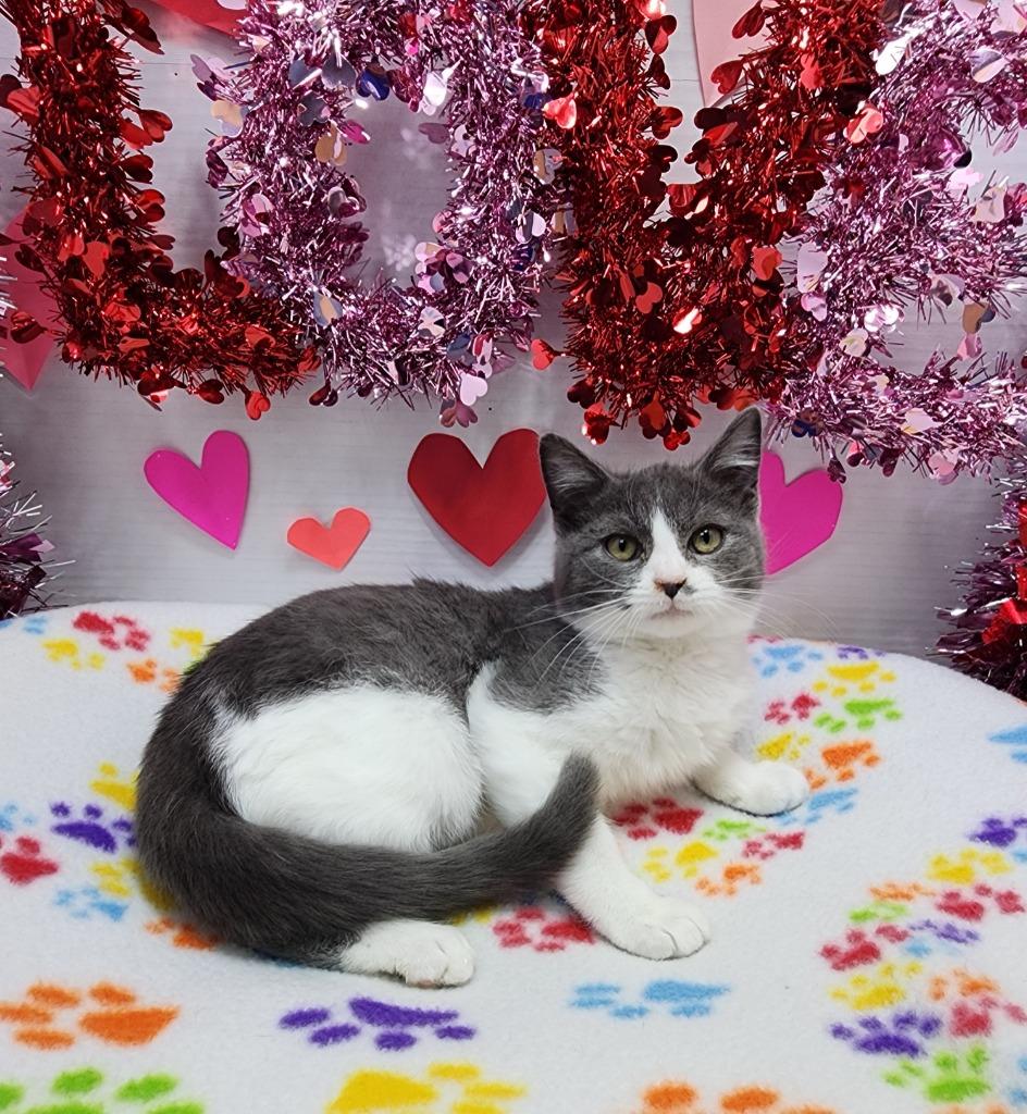 Petey, Adoptable, Kitten Male Domestic Short Hair.