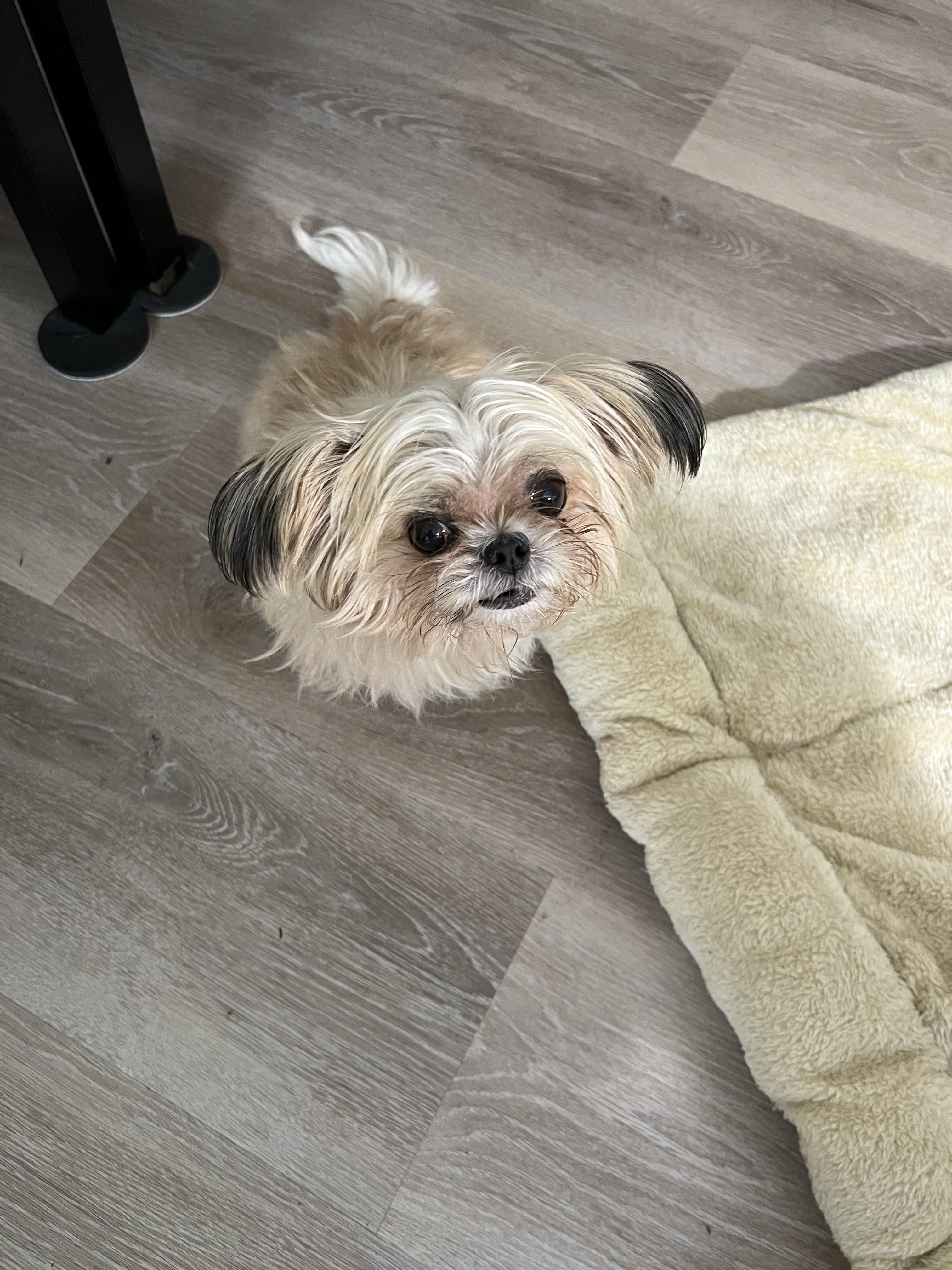 Annie, Adoptable, Senior Female Shih Tzu.