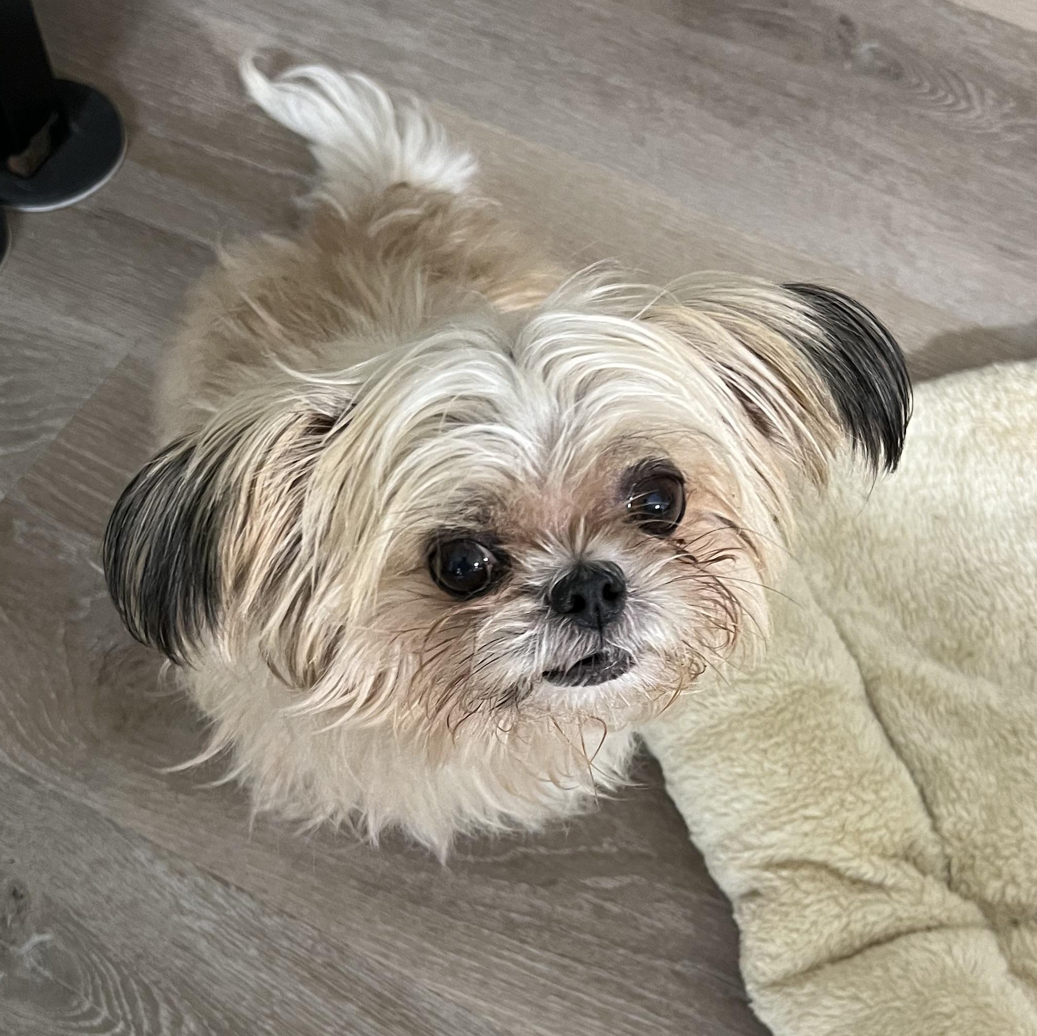 Annie, an adopted Shih Tzu in Marietta, GA image 1/2