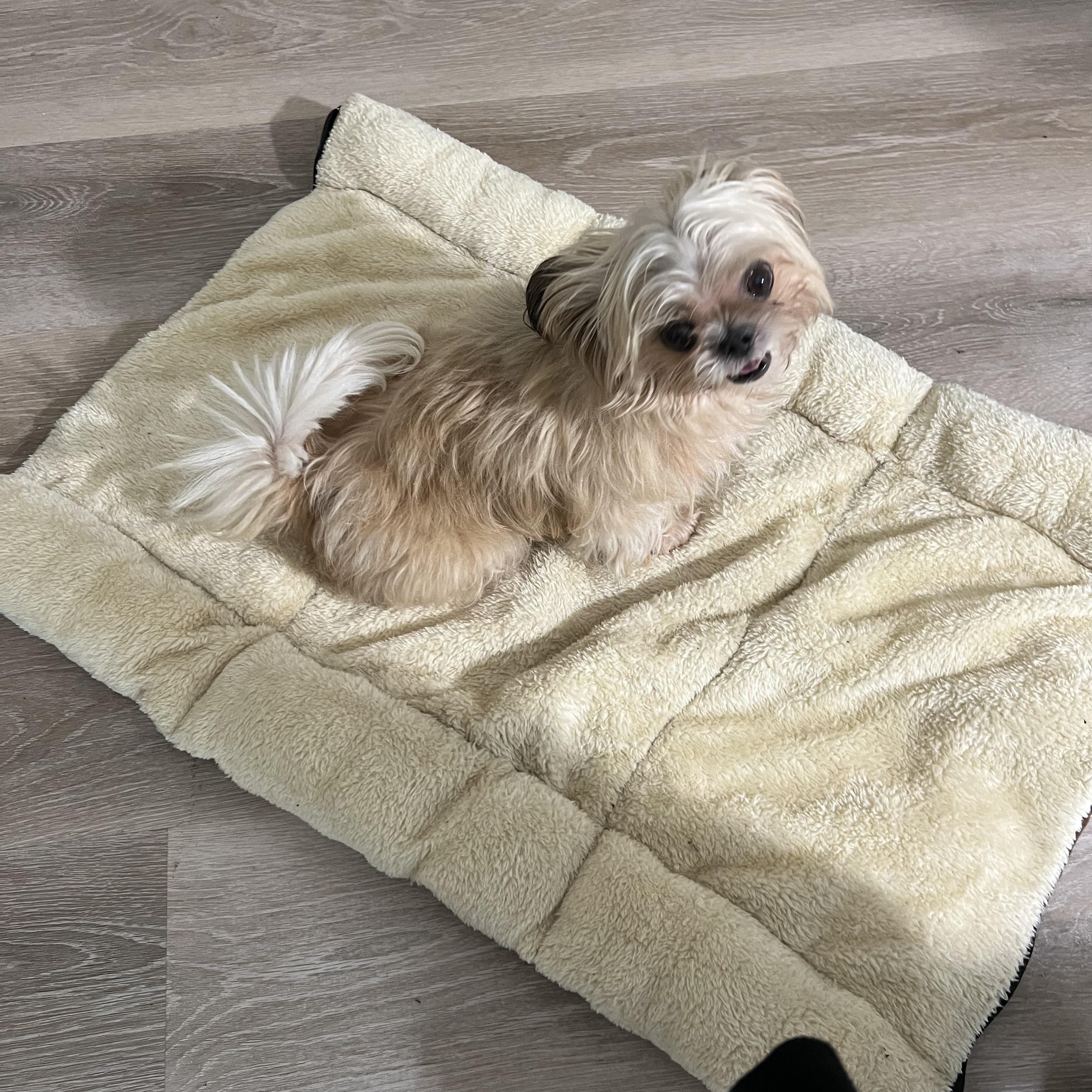 Annie, an adopted Shih Tzu in Marietta, GA image 2/2