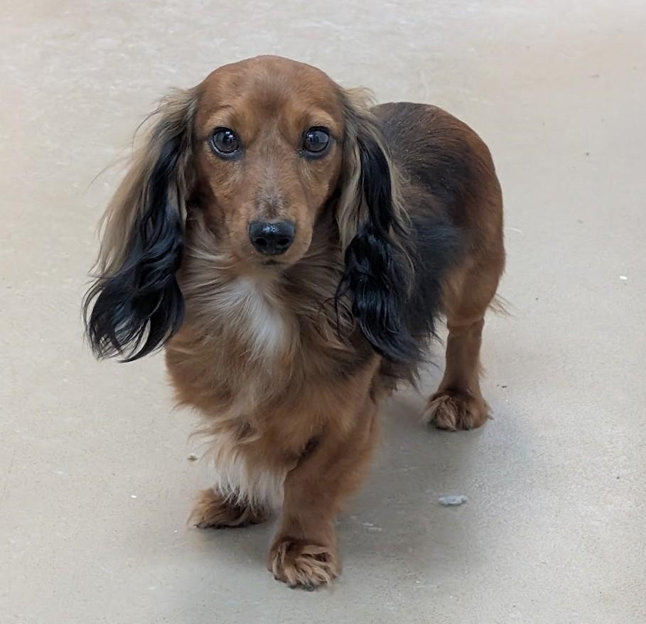 Dasher, a Adoptable Dachshund (Miniature Long Haired) in Carthage, IL image 1/5