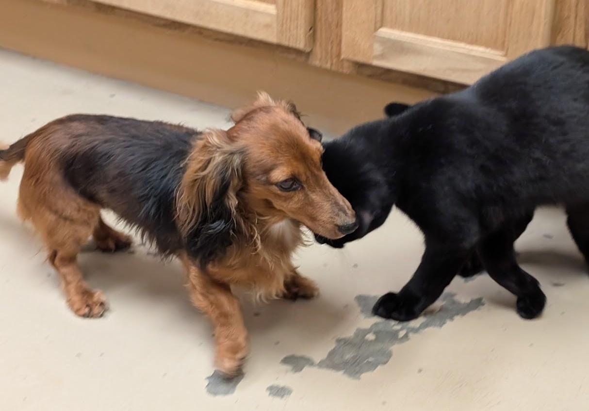 Dasher, a Adoptable Dachshund (Miniature Long Haired) in Carthage, IL image 3/5