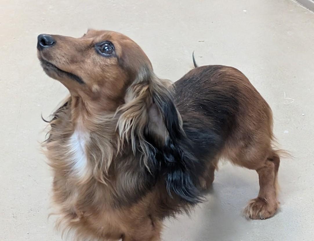 Dasher, a Adoptable Dachshund (Miniature Long Haired) in Carthage, IL image 4/5