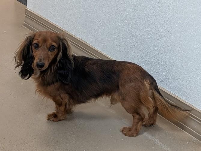 Dasher, a Adoptable Dachshund (Miniature Long Haired) in Carthage, IL image 5/5