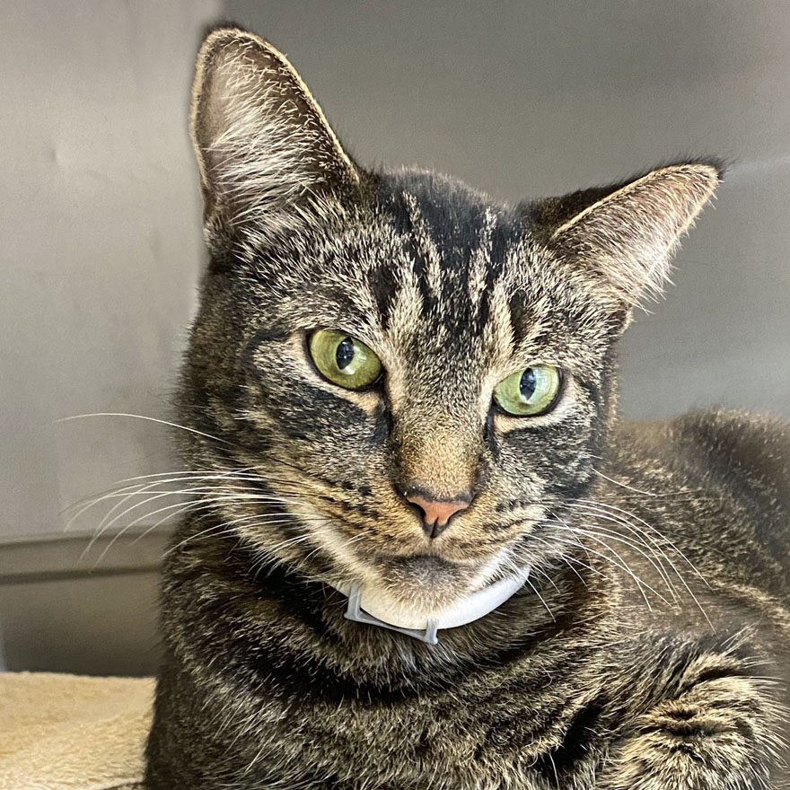 Cat for adoption Tails, a Domestic Short Hair in E Falmouth, MA