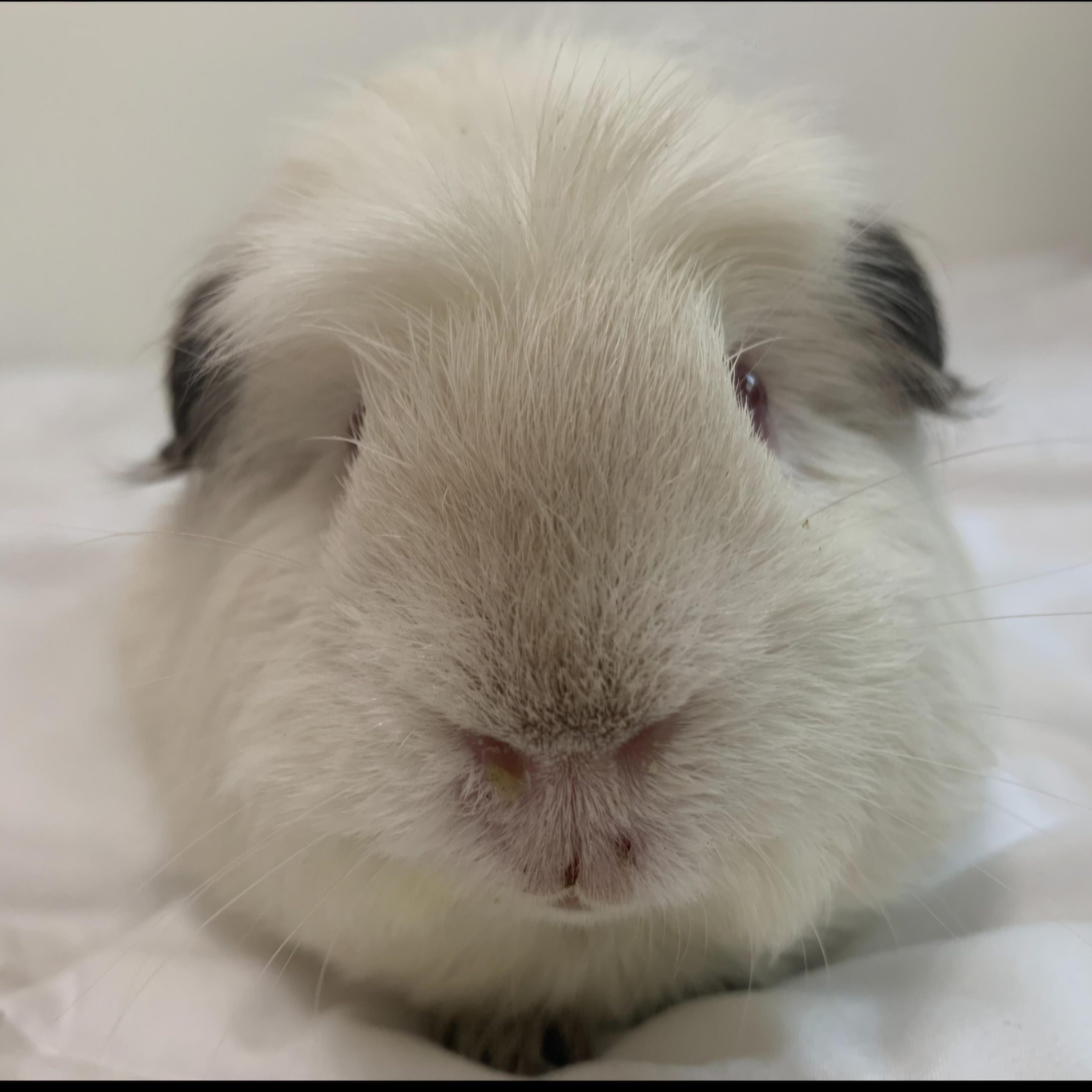 Cinnamon & Tofu, adopted, Adult Male Guinea Pig.