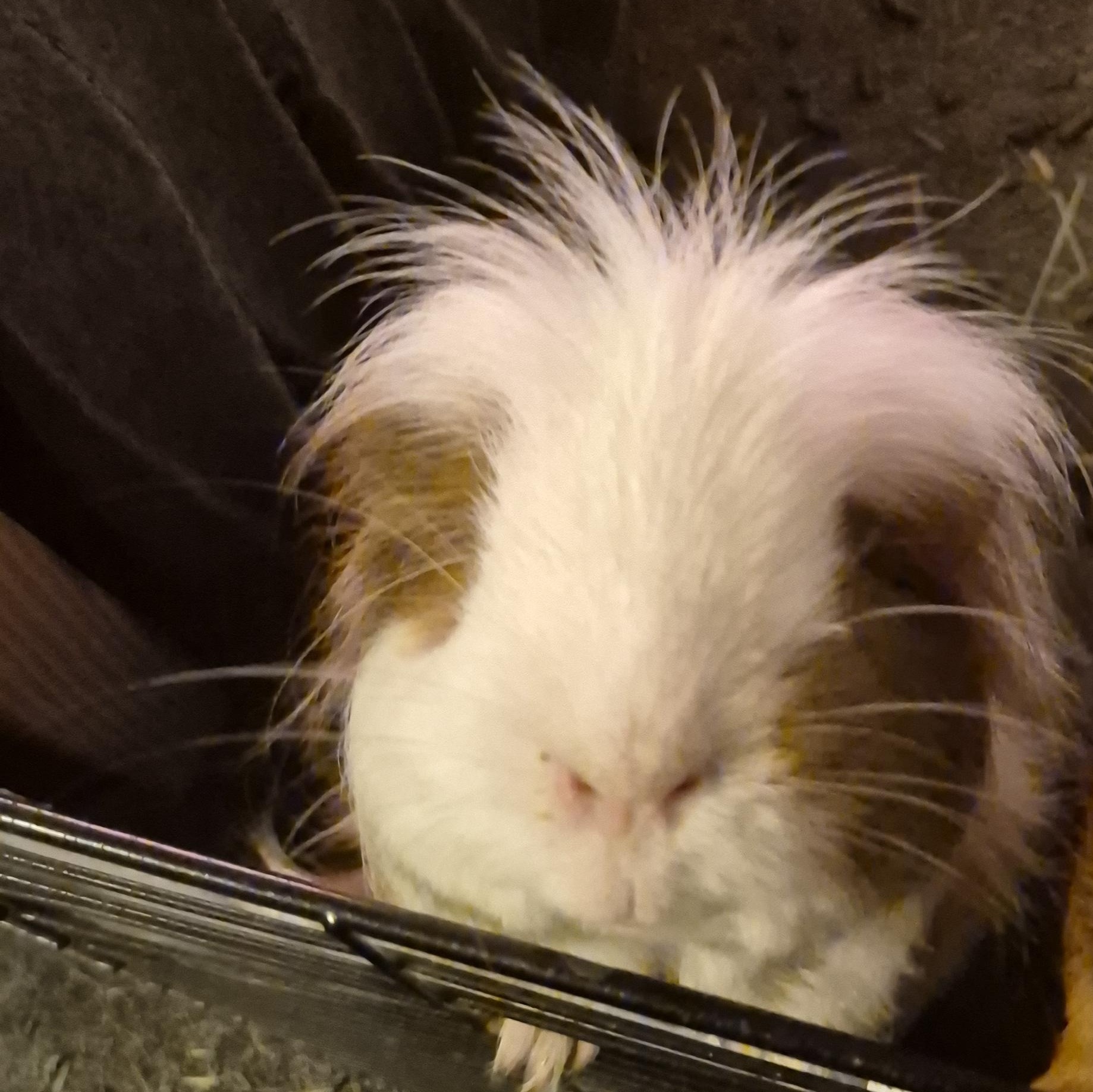 Enlarge Cinnamon & Tofu, an adopted Guinea Pig in Kent, WA image 3/4