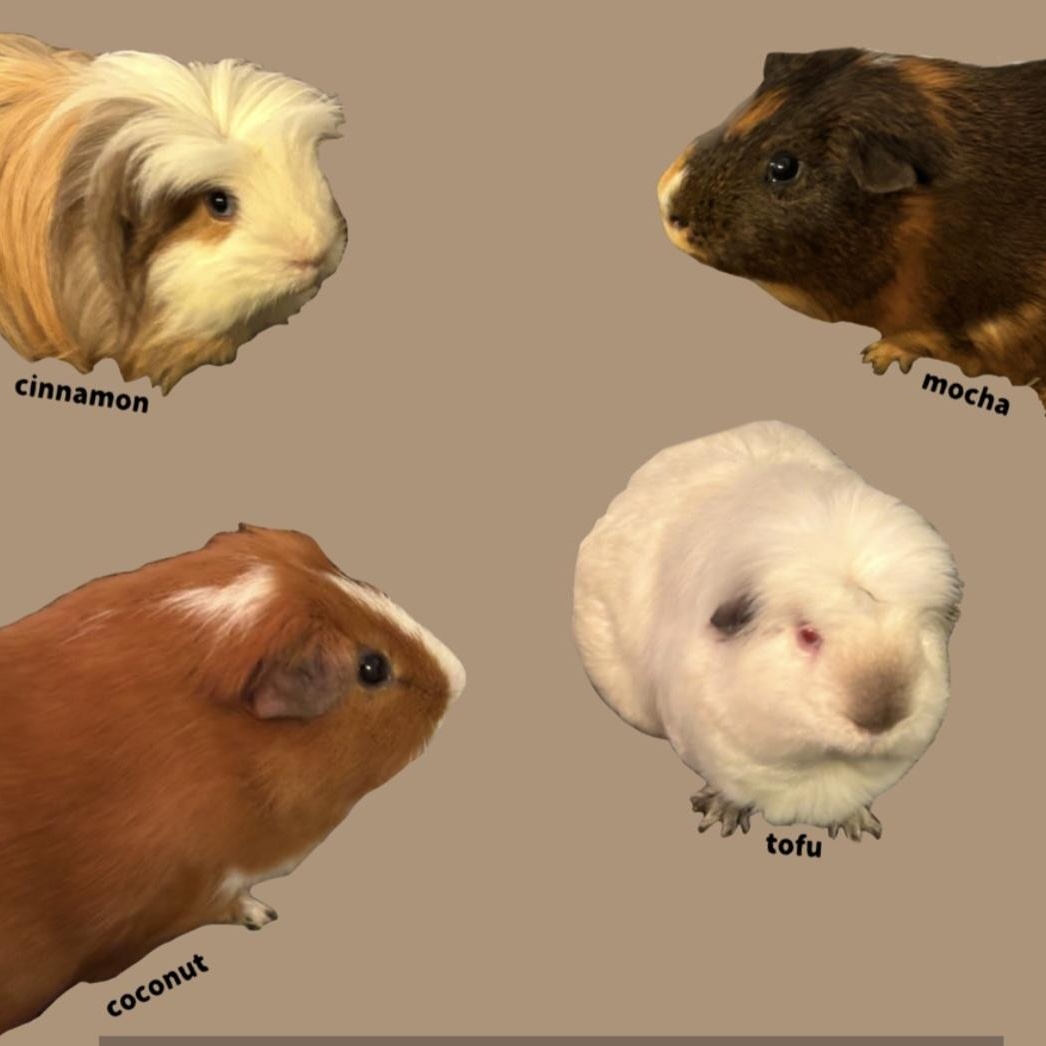 Enlarge Cinnamon & Tofu, an adopted Guinea Pig in Kent, WA image 4/4