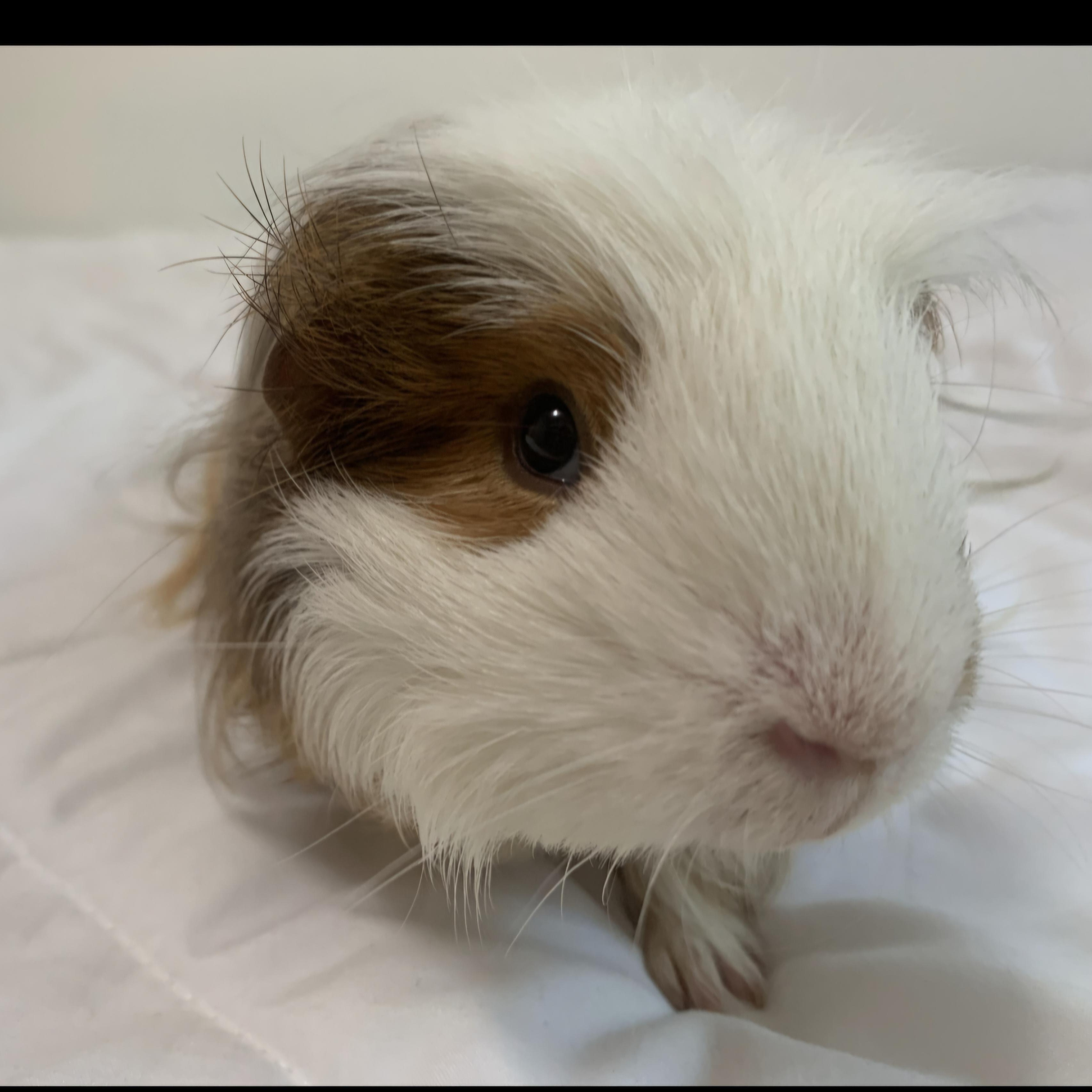 Enlarge Cinnamon & Tofu, an adopted Guinea Pig in Kent, WA image 2/4