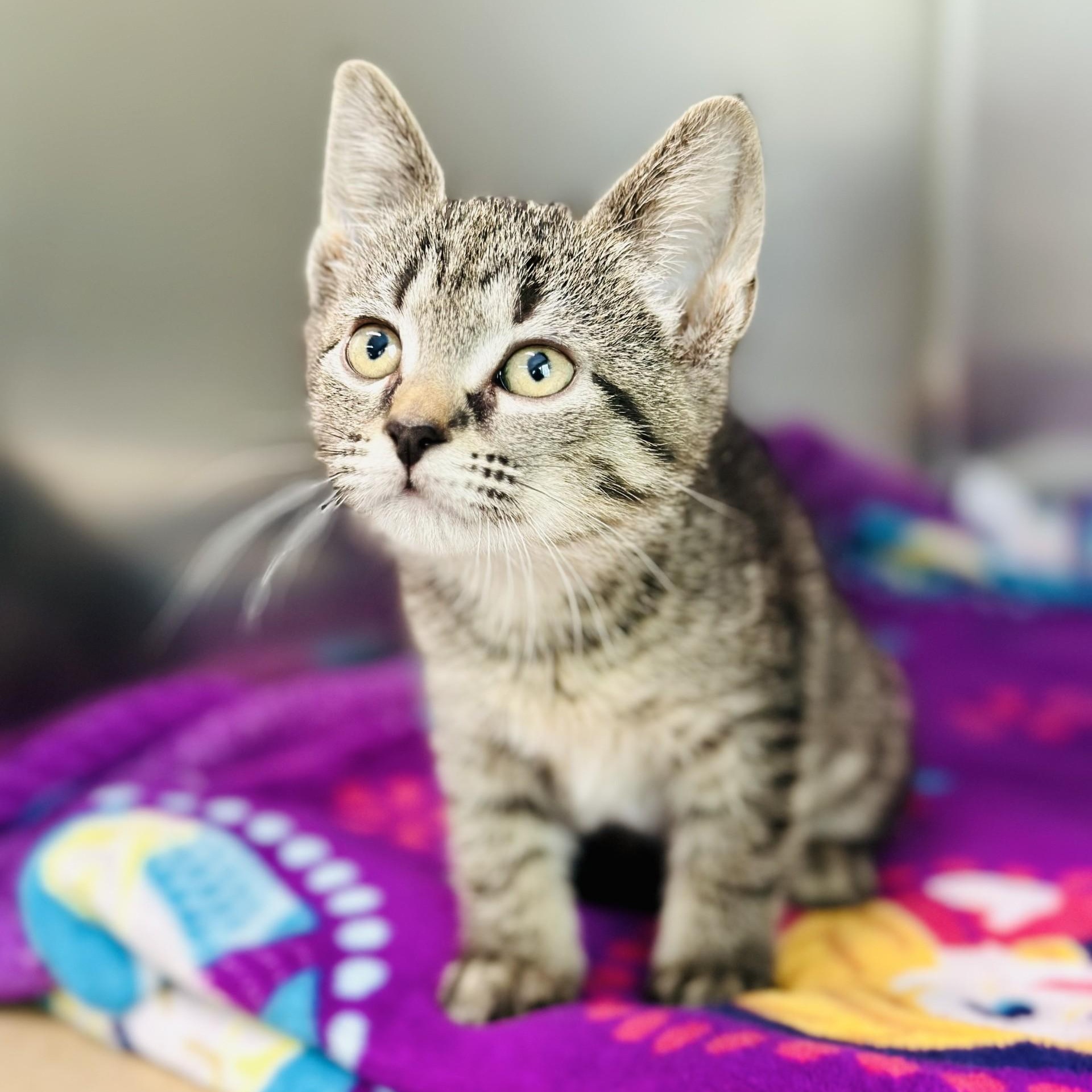 Enlarge Mocha, an adopted Domestic Short Hair in Jackson, NJ image 2/2