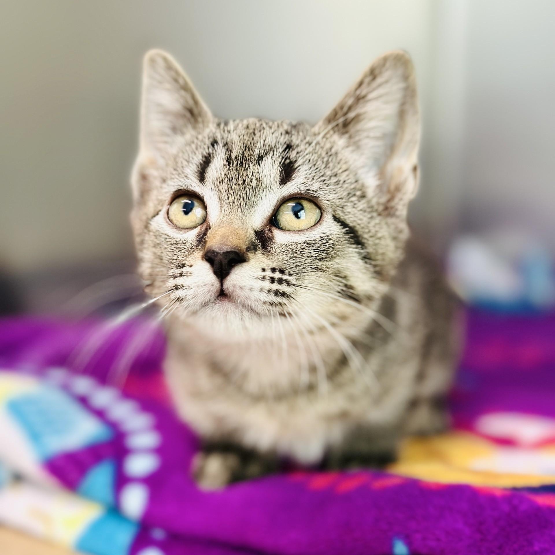 Mocha, adopted, Kitten Female Domestic Short Hair.