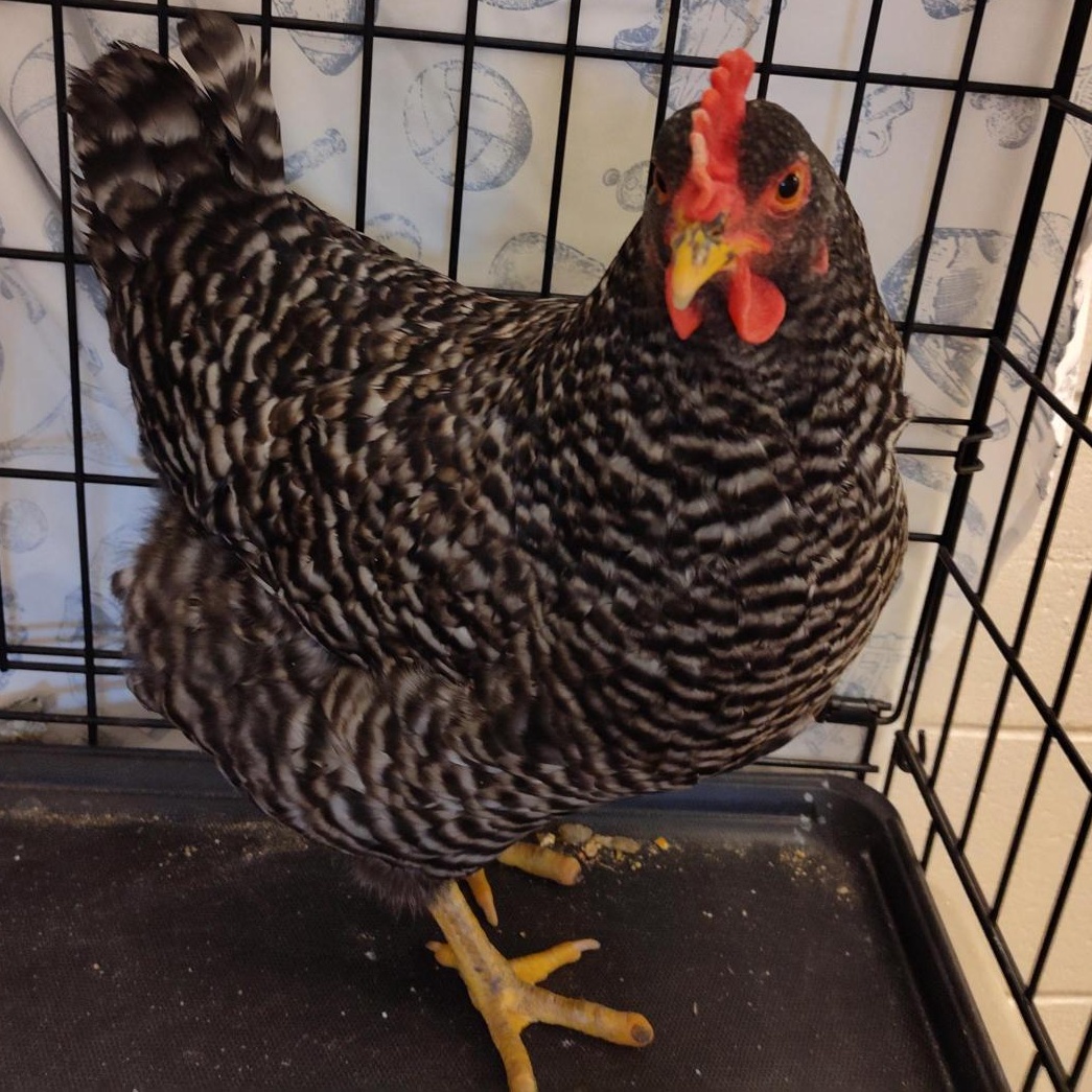 Enlarge Sassafras, an adopted Chicken in Cedar Rapids, IA image 1/2