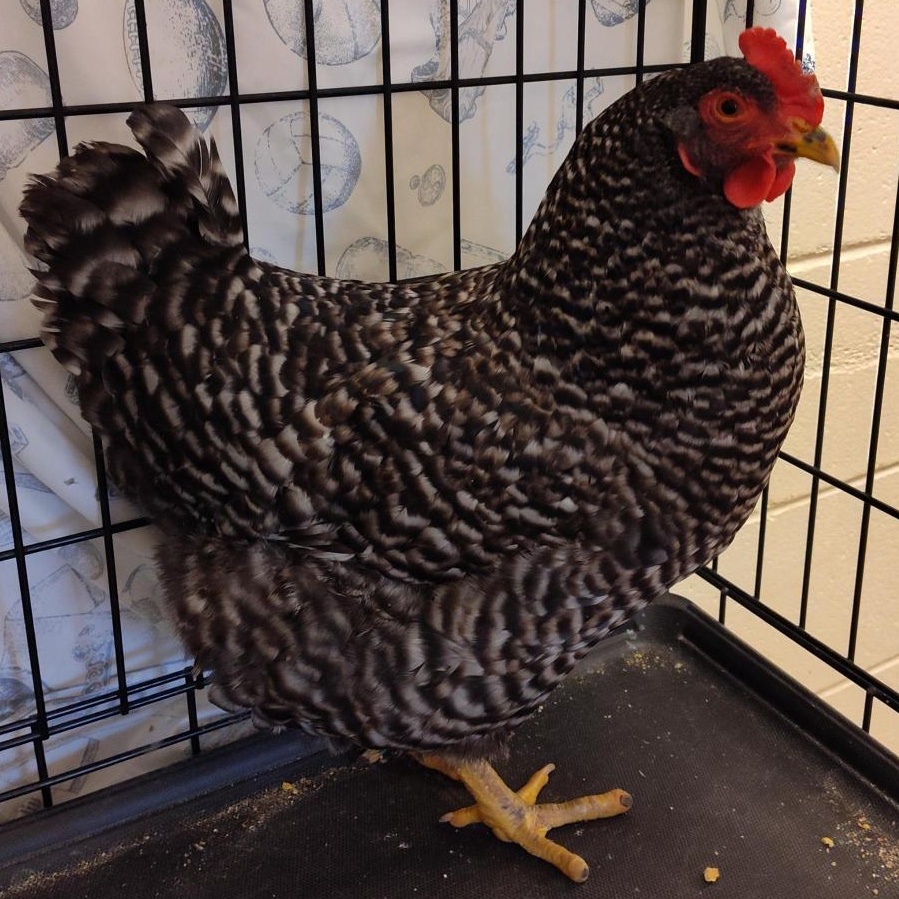 Enlarge Sassafras, an adopted Chicken in Cedar Rapids, IA image 2/2