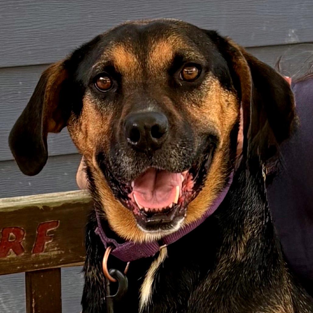 Evie, Adoptable, Adult Female Hound.