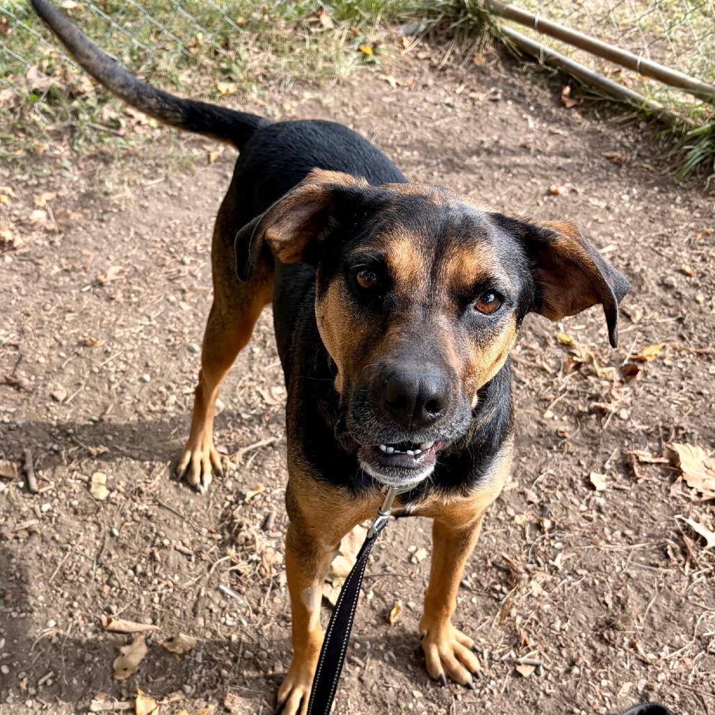 Enlarge Evie, a Adoptable Hound in Columbia Station, OH image 2/5