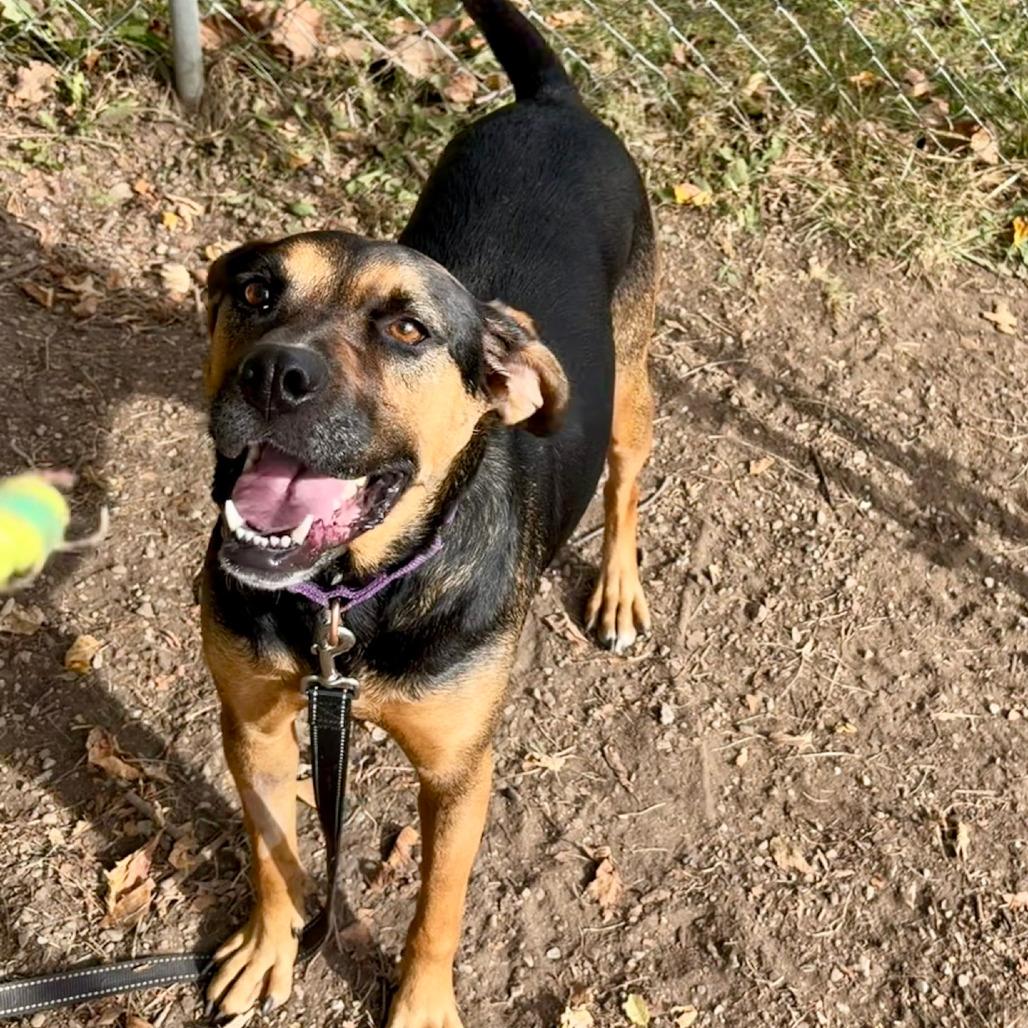 Enlarge Evie, a Adoptable Hound in Columbia Station, OH image 3/5