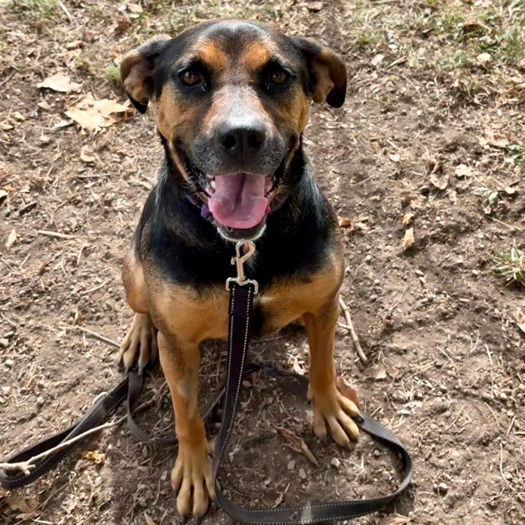 Enlarge Evie, a Adoptable Hound in Columbia Station, OH image 4/5