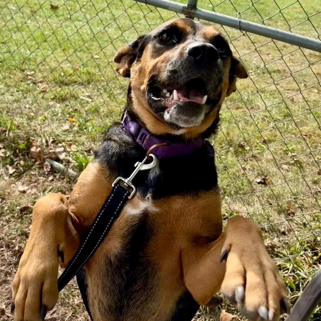 Enlarge Evie, a Adoptable Hound in Columbia Station, OH image 5/5