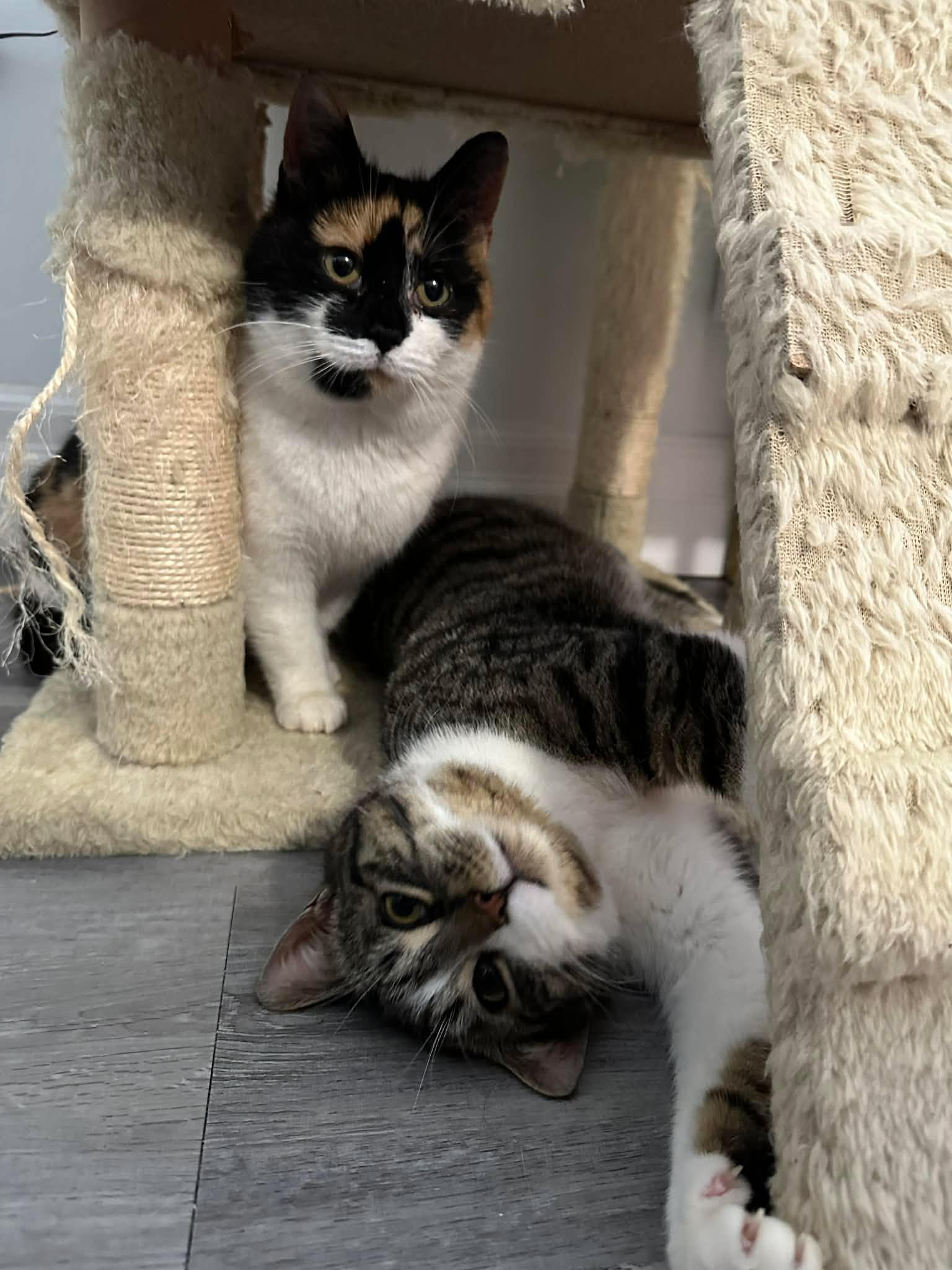Enlarge Nyla, a ADOPTABLE Domestic Short Hair in Shakespeare, ON image 5/6