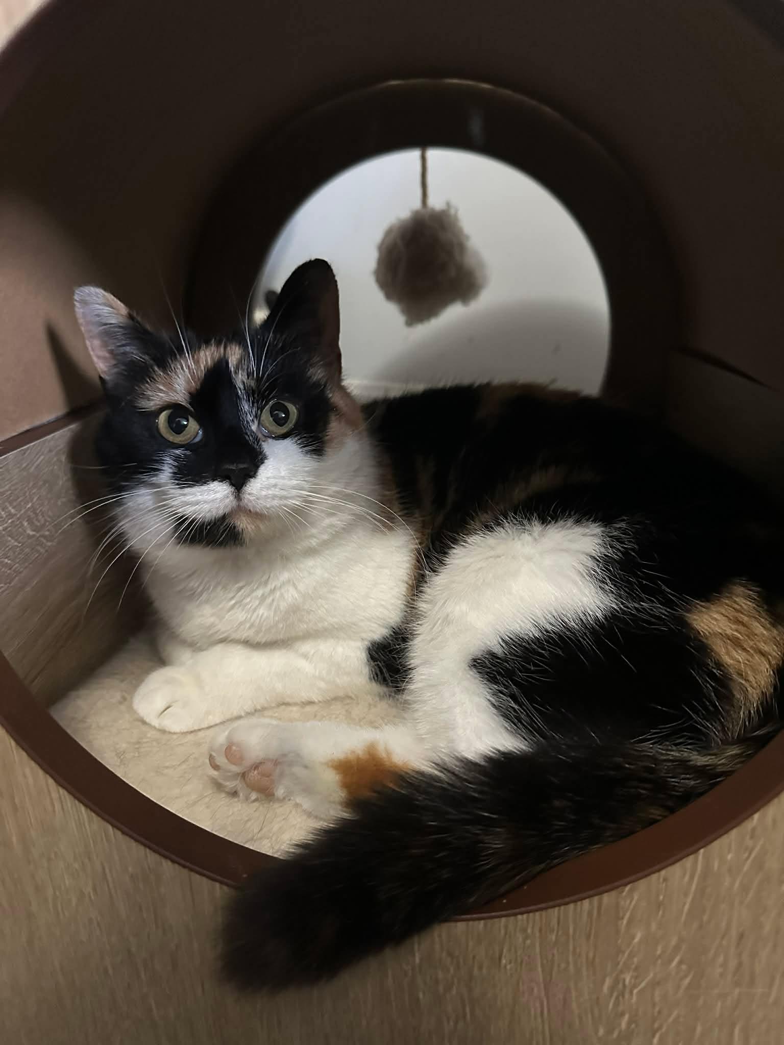 Enlarge Nyla, a ADOPTABLE Domestic Short Hair in Shakespeare, ON image 2/6