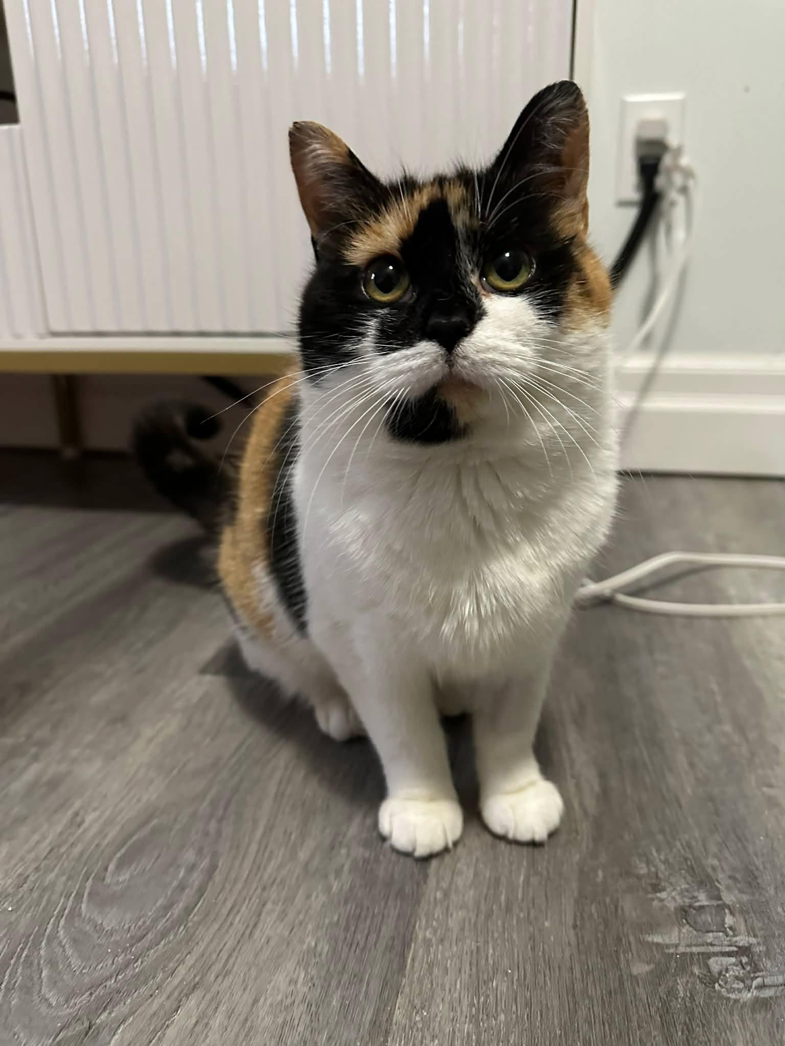 Enlarge Nyla, a ADOPTABLE Domestic Short Hair in Shakespeare, ON image 6/6
