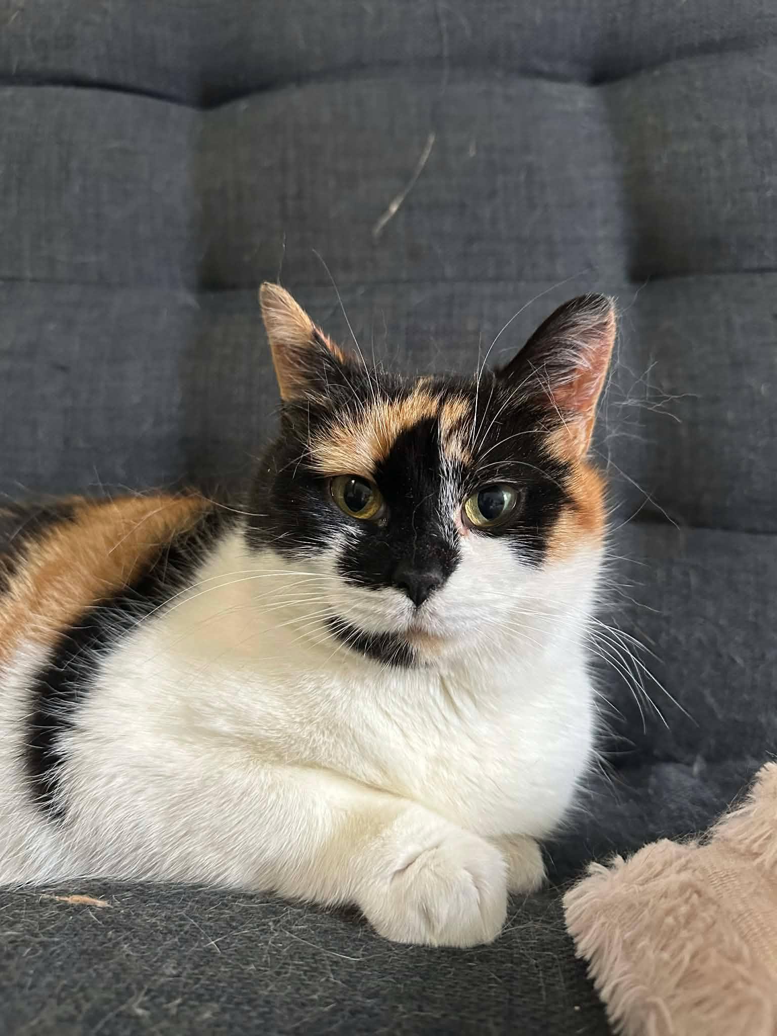 Enlarge Nyla, a ADOPTABLE Domestic Short Hair in Shakespeare, ON image 1/6