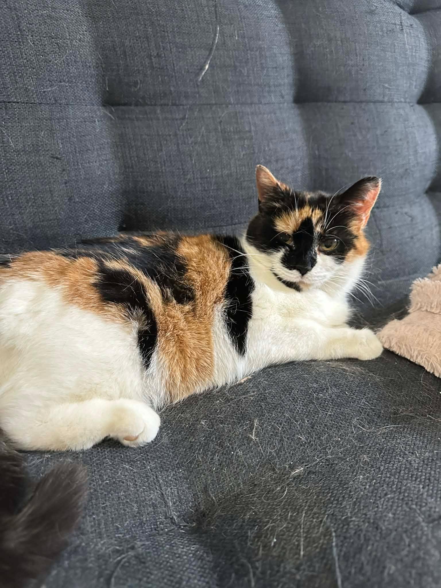 Enlarge Nyla, a ADOPTABLE Domestic Short Hair in Shakespeare, ON image 3/6