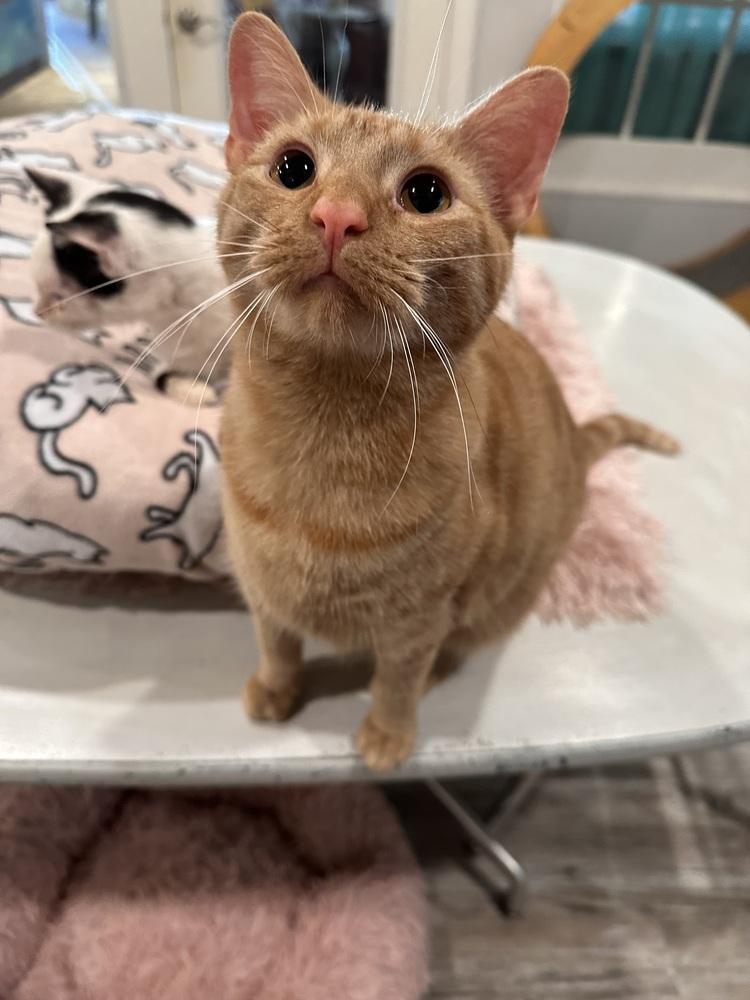 Dexter, Adoptable, Young Male Tabby.